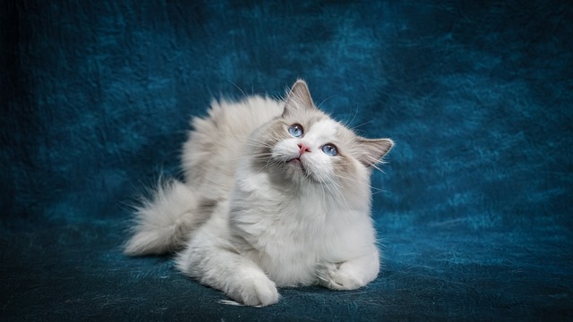 race de chat collée à leur maître