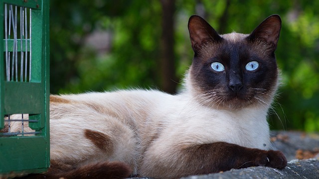 race de chat expressive