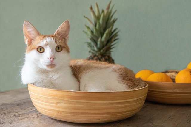 race de chat facétieuse