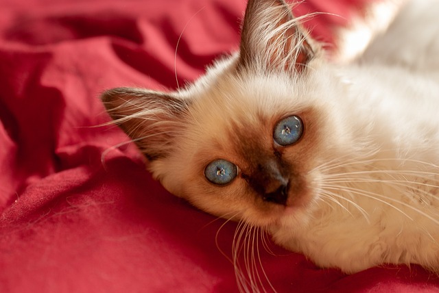 4 Races De Chat Les Plus Adaptees Aux Personnes Calines Animal Ch