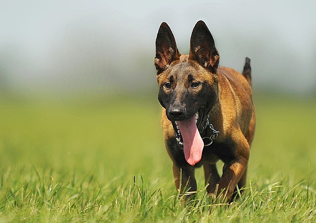 race de de chien compagnie humains