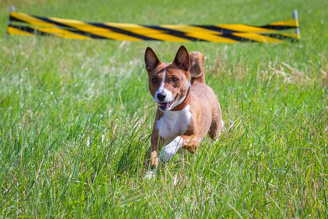 race de chien excellente constitution