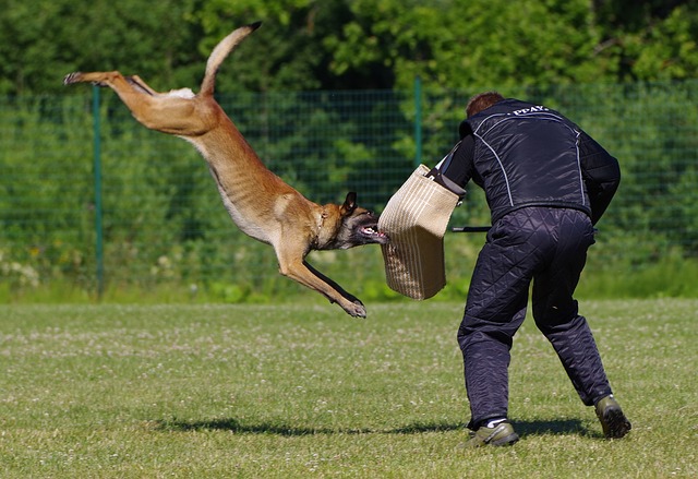 race de chien dissuader les intrus