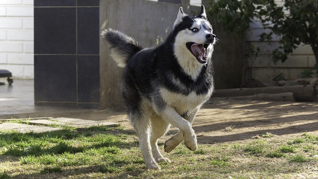 race chien qui vont essayer de s’enfuir