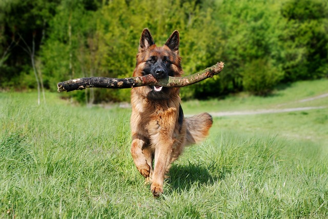 race de chien excellent rappel