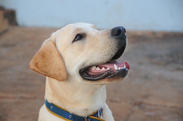 race de chien joie de vivre