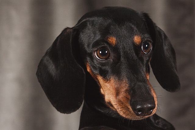race chien plus malicieuse