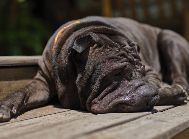 race de chien paresseuse