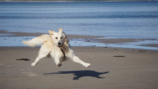 race de chien pattes palmées