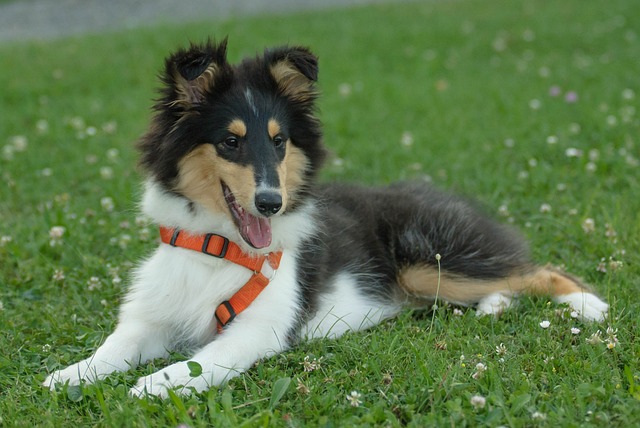 race de chien personnes câlines