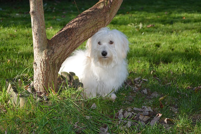 race de chien plus cajoleuse