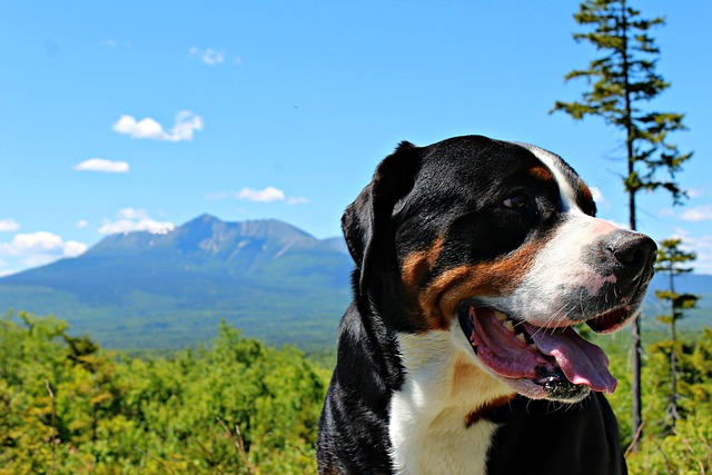 race de chien vrai amour