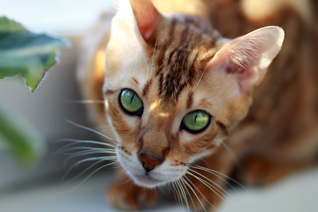 races de chat survoltées