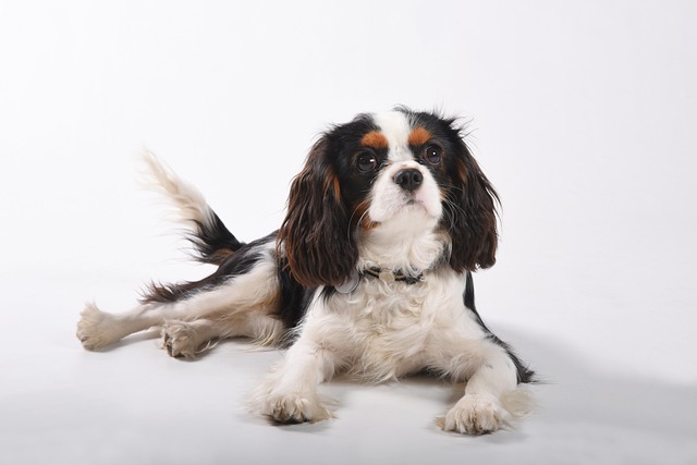 races chien aiment s’occupe d’elles