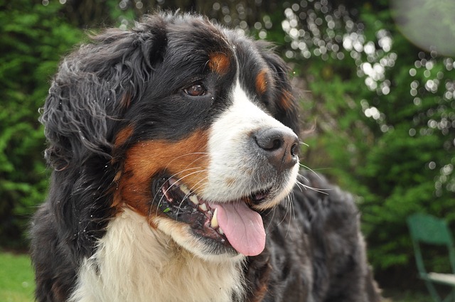 races chien les plus cajoleuses 