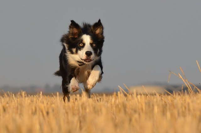 races chien qui vont essayer de s’enfuir