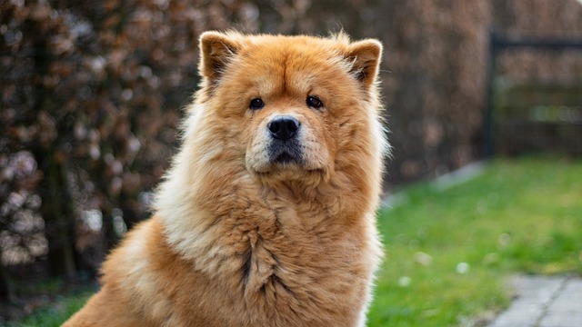 races chien idéales personnes pas souvent là