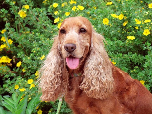 races chien les plus malicieuses