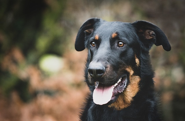 races chien originaires de France