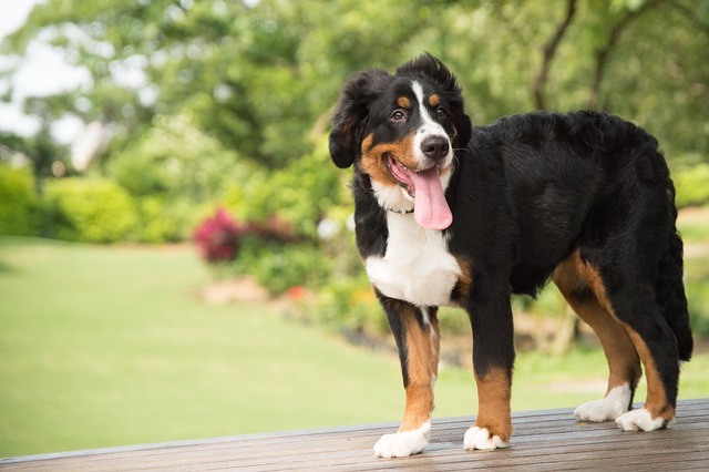 races chien originaire de Suisse