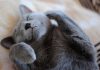 races de chat besoin amour