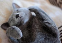 races de chat besoin amour