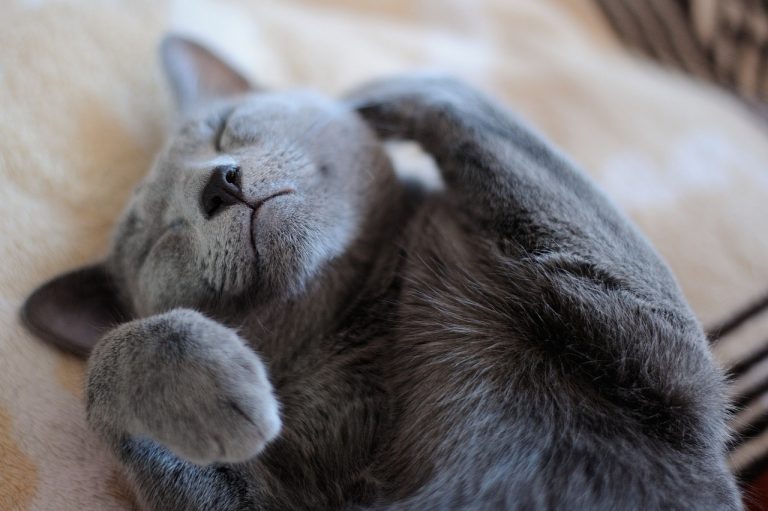 Voici 9 races de chat qui ont besoin de beaucoup d’amour
