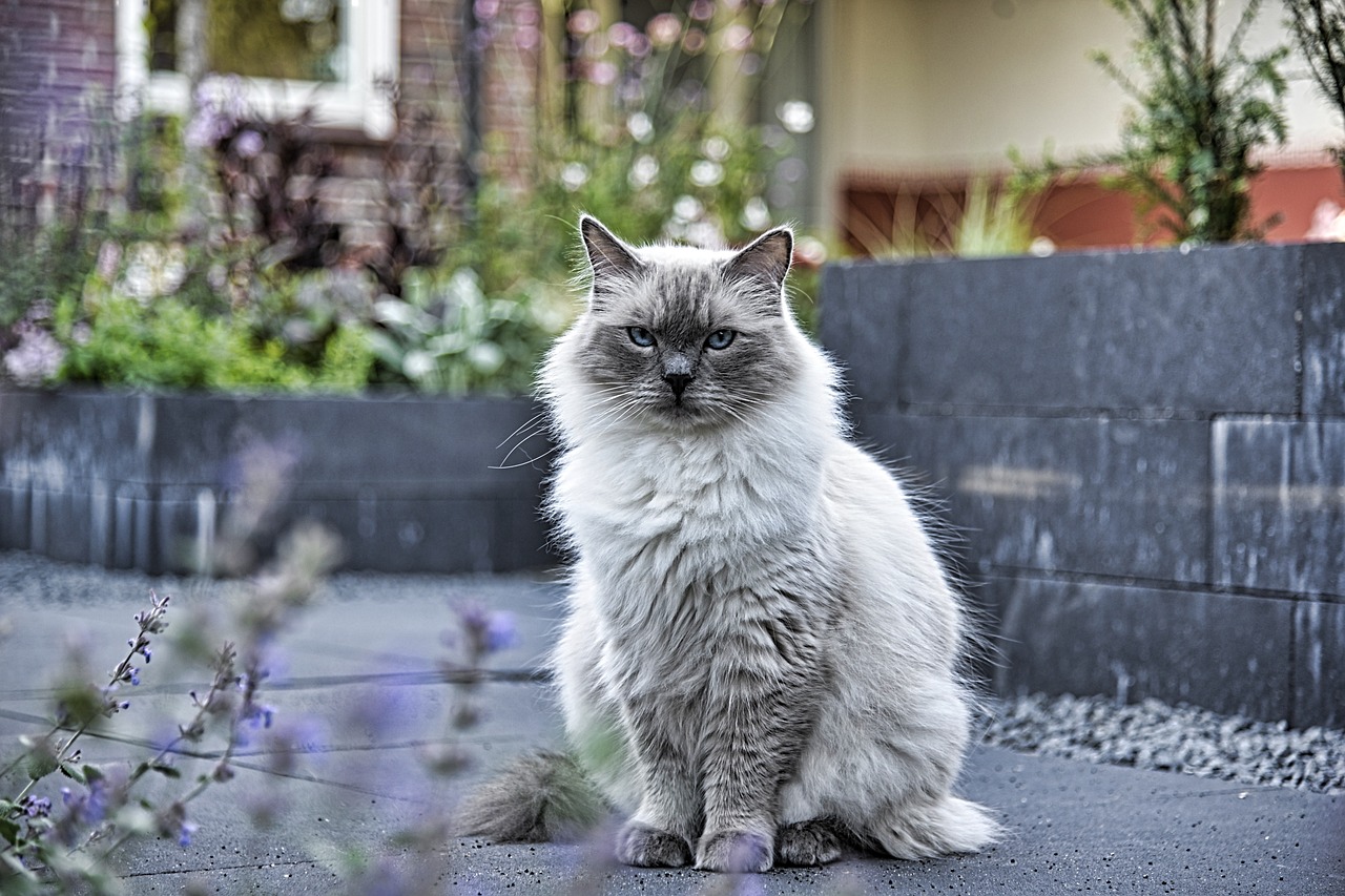 races de chat qui sont des bonnes pâtes