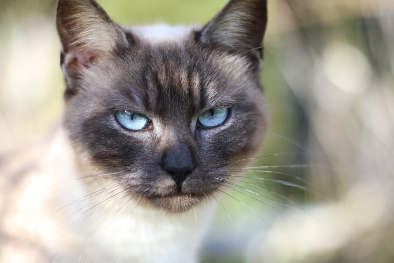 4 races de chat qui sont les plus expressives