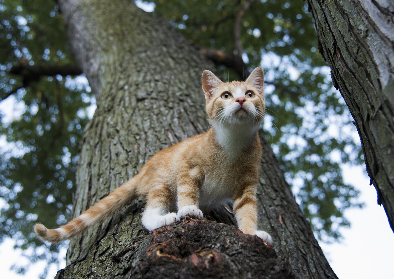 races de chat garder à l’œil