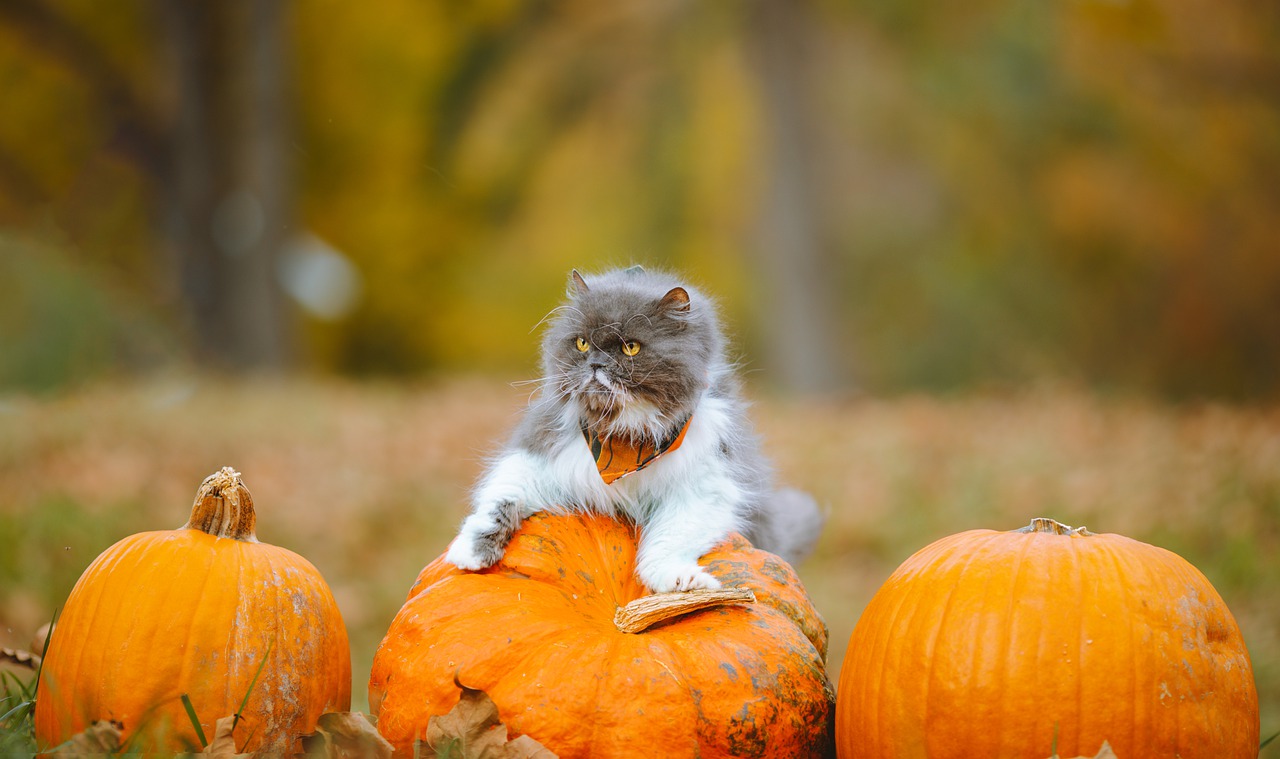 races de chat mangent ce qui traine