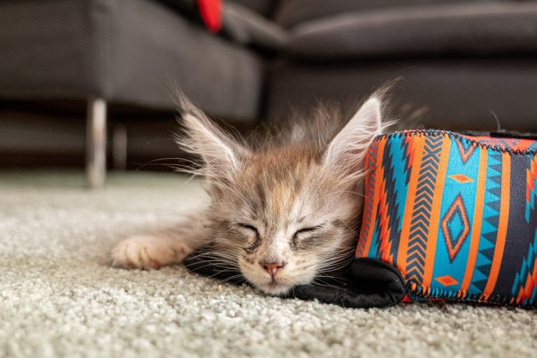 4 races de chat les plus adaptées aux personnes câlines
