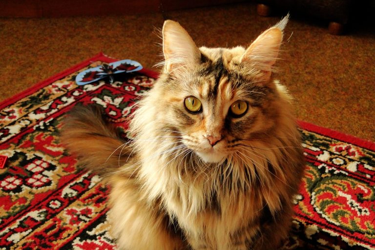 4 races de chat qui seront toujours contentes