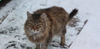 races de chat vivre dehors en hiver