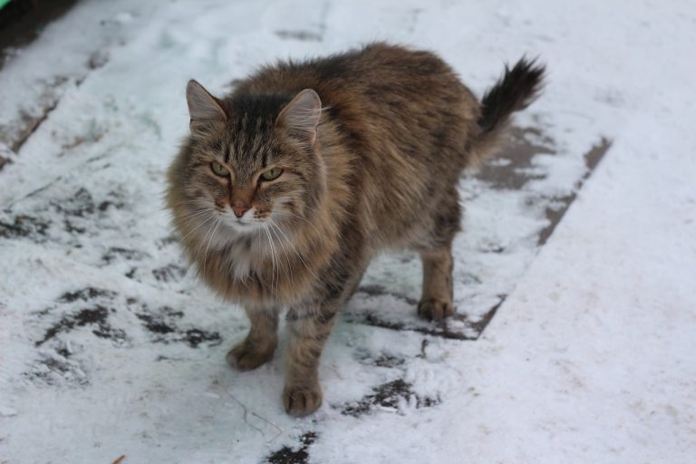 4 races de chat qui peuvent vivre dehors en hiver
