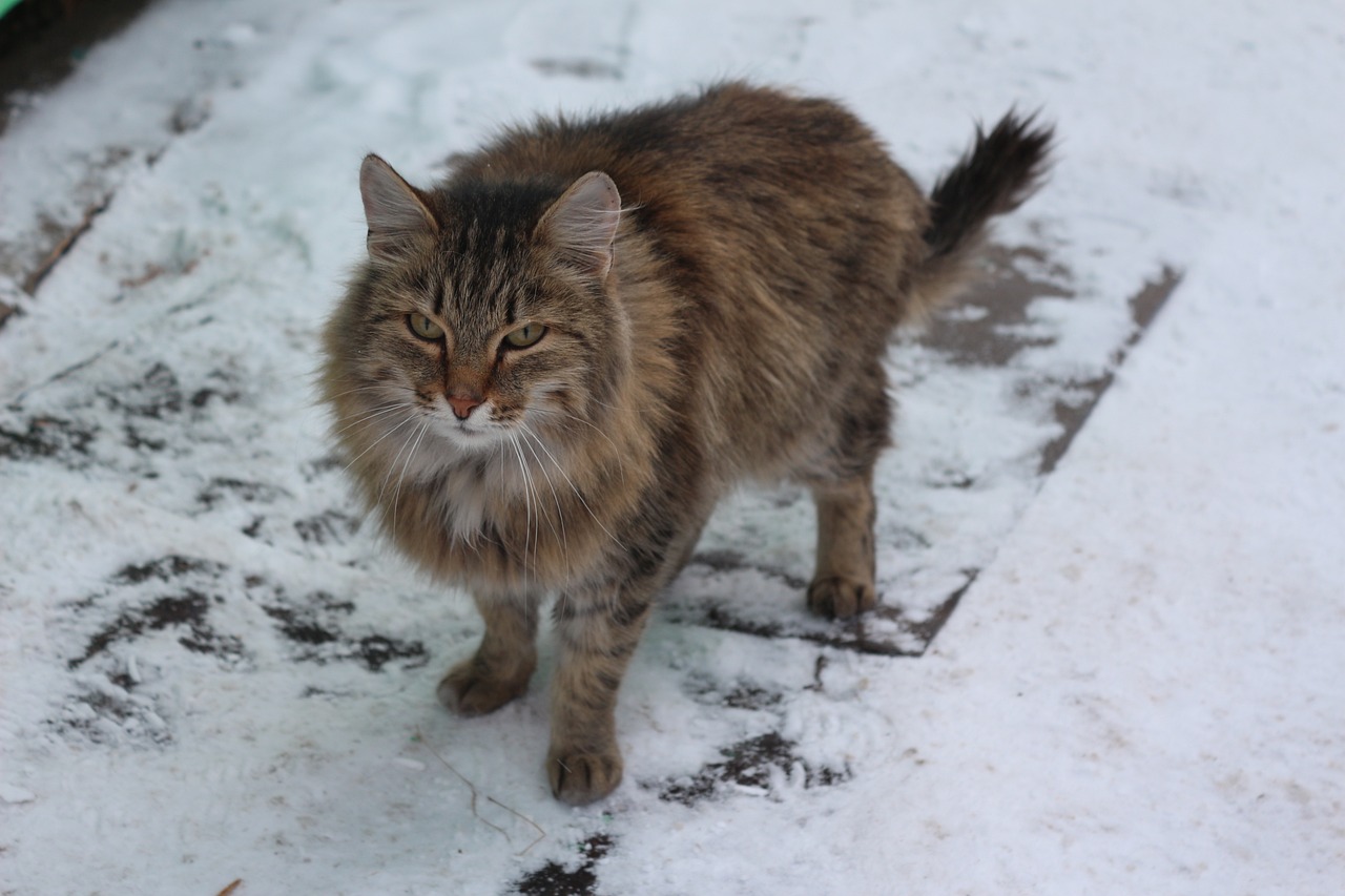 races de chat vivre dehors en hiver