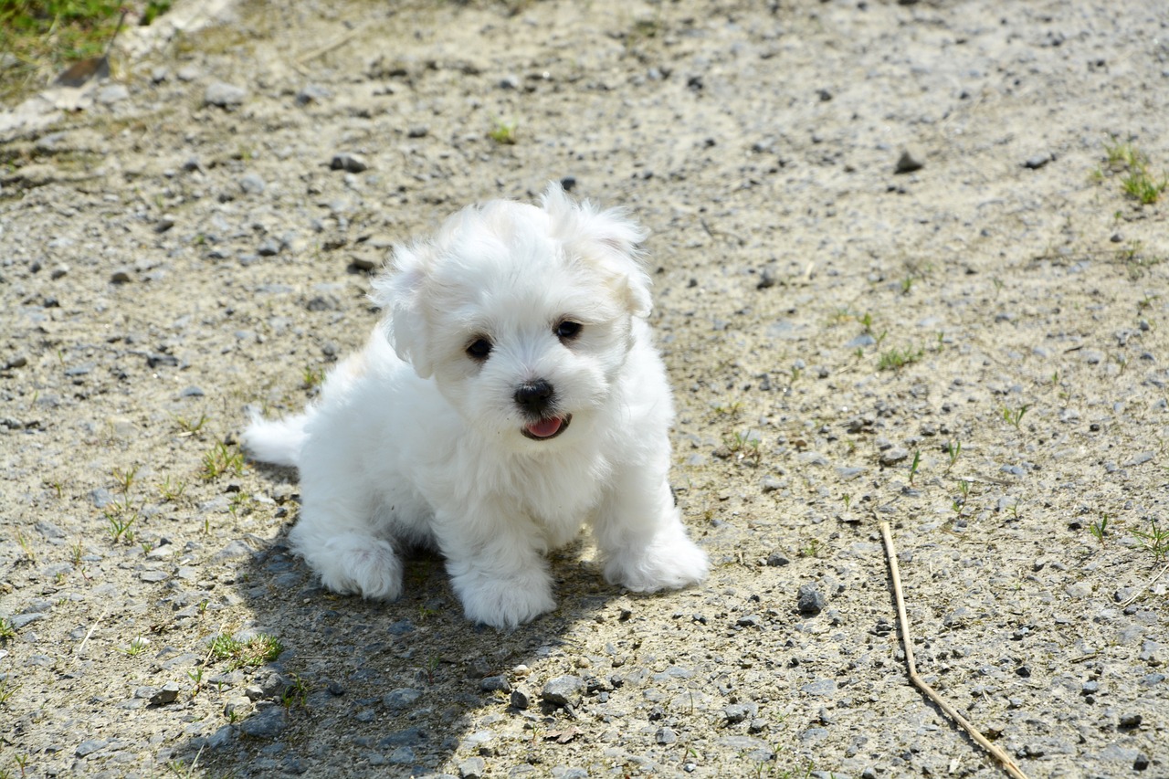 races de chien caractère facile