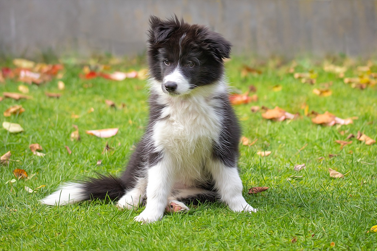 races de chien les plus casse cou