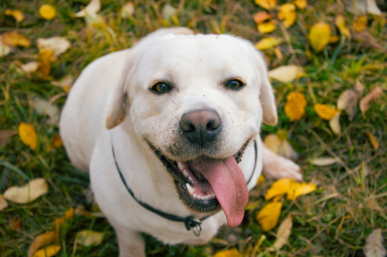 races chien demandent beaucoup amour