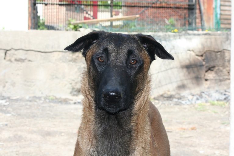 races de chien dissuader les intrus