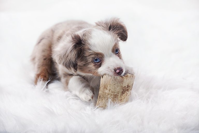5 races de chien à qui vous aurez envie de faire des câlins