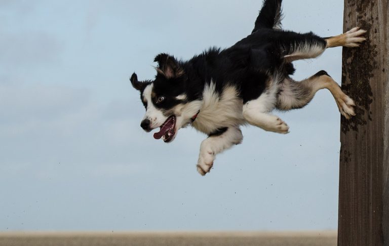6 races de chien qui vont essayer de s’enfuir