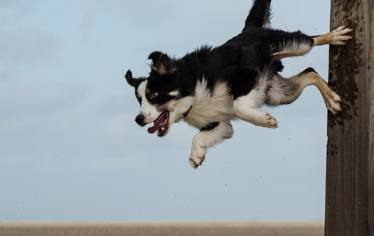 races de chien qui vont essayer de s’enfuir