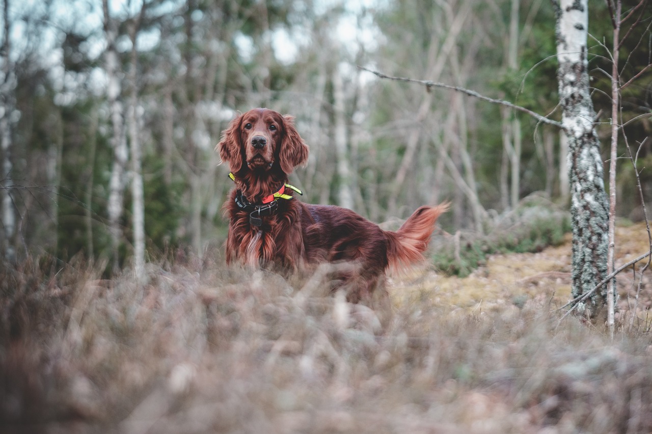 races de chien des fins limiers