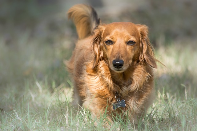 race de chien forte tête