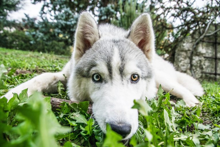 4 races de chien que vous devez garder à l’oeil