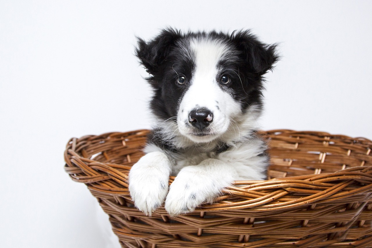 races de chien idéales pour personnes câlines