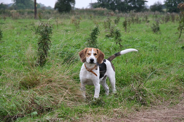 races de chien joie de vivre