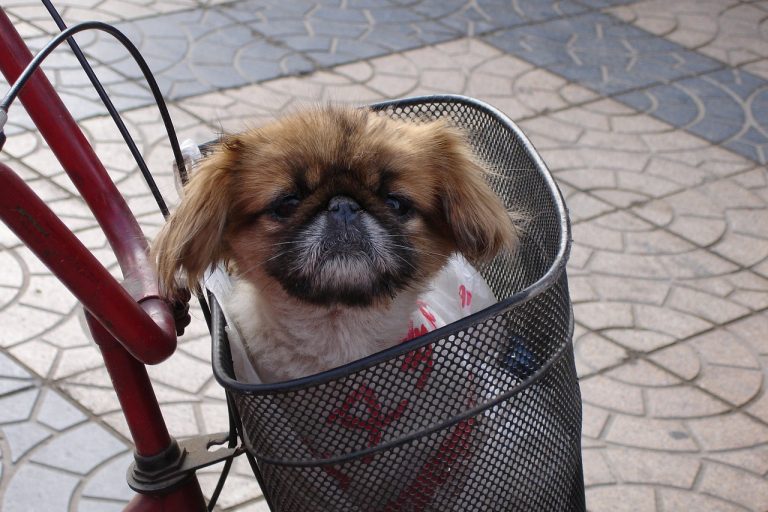 4 races de chien qui sont mal aimées
