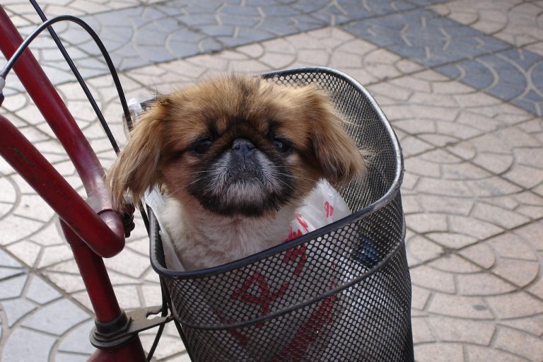 races de chien mal aimées